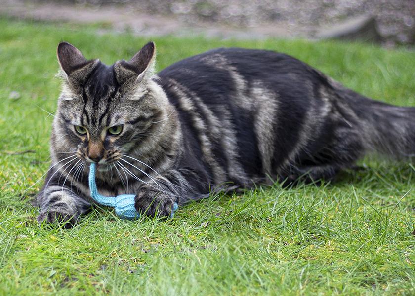 Battersea Tune Chaser Mice Cat Toy โ 3 Pack
