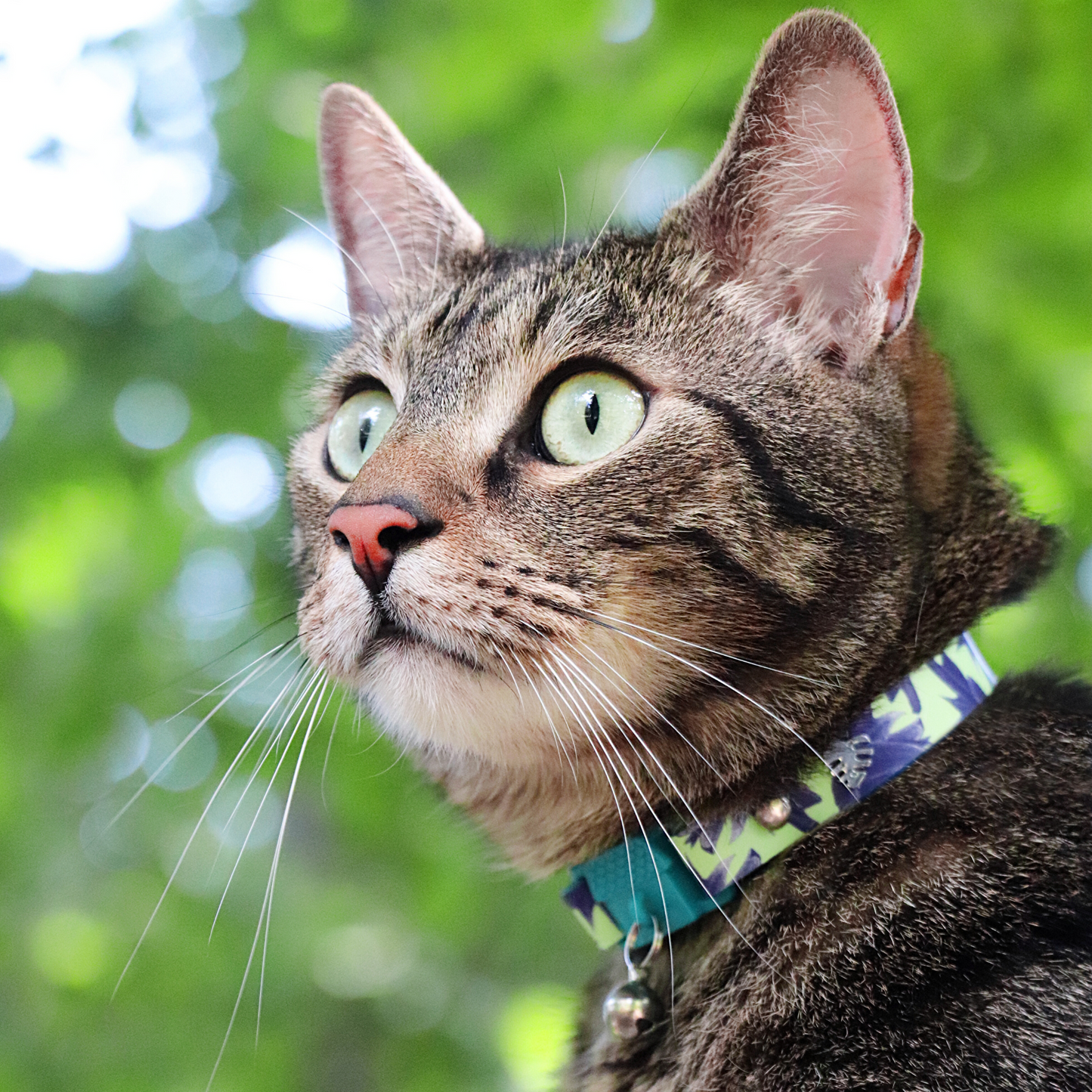 KITTYRAMA KITTEN BOTANICALS LOTUS COLLAR - Quick Release, Breakaway, Hypoallergenic