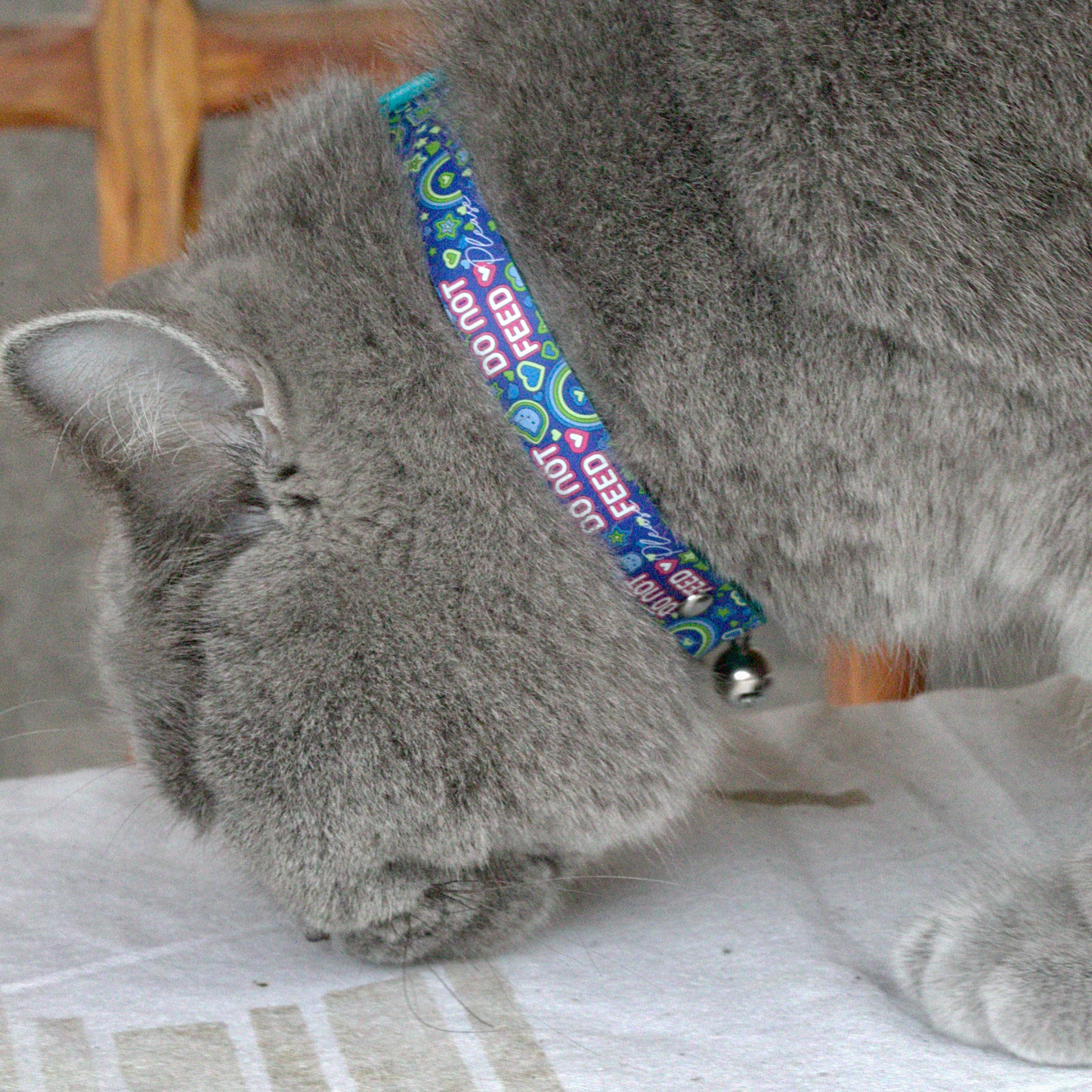 KITTYRAMA INDIGO 'DO NOT FEED' CAT COLLAR - Quick Release, Breakaway, Hypoallergenic